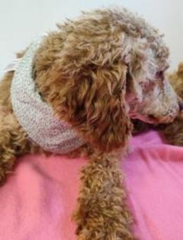 202435 -Vorsicht gegen Liebe eintauschen - Overath