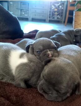 Familienhunde- Französische Bulldogge - Lossatal
