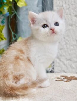 Zauberhafte BKH Kitten suchen ein Zuhause - Markranstädt