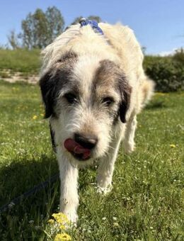 Rocki - Familienhund, Kinderlieb - Blankenheim (Nordrhein-Westfalen)