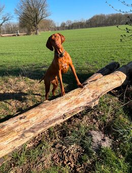 Loui sucht ein liebevolles Zuhause - Lähden