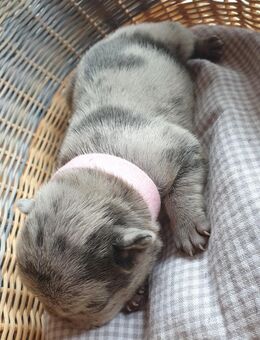 Französische Bulldogge Welpen - Freden (Leine)