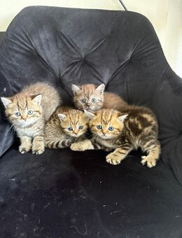 Bkh kitten zu verkaufen - Bottrop