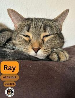 RAY, w., kastr., EHK, geb. 03/2019 - Sipplingen