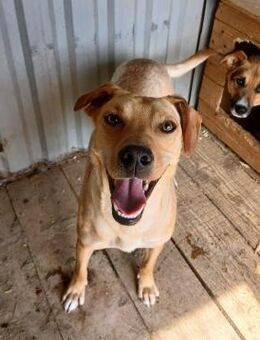 💖 Junger, sanfter Peri 🐾 - Eislingen (Fils)