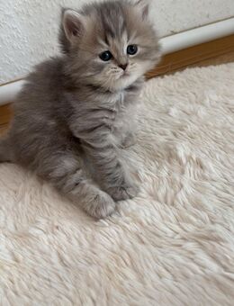 Süße kitten abzugeben - Ditzingen