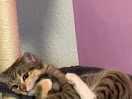 Kleine süße Katze in gute Hände zu vergeben - Remlingen (Bayern)