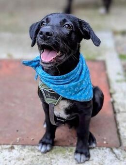 Paddy, Welpe voller Lebensfreude sucht. - Dittelbrunn