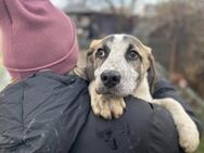 Wer schenkt dem kleinen Luke ein Zuhause - München