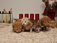 ❤️Maine coon XXXL Kitten❤️ - Rimpar