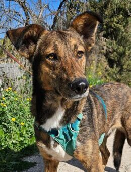 Louise braucht viel Liebe und Geduld - Laatzen