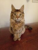 Main Coon Katze 6 Monate in 27637