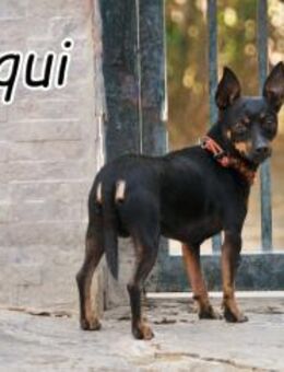 Quiqui braucht dich ❤️ - Essingen (Rheinland-Pfalz)