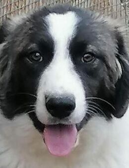 Mugurel - Rotenburg (Fulda)