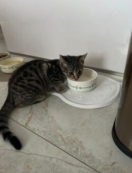 Verkaufe kleine Katze Kitty - Salzgitter