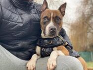 Brindilla sucht ein erfahrenes Zuhause - München