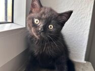 Wunderschönes schwarzes Perserkitten sucht ein liebevolles Zuhause – Abgabebereit - Dorsten
