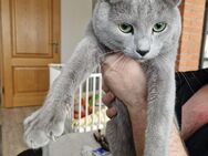 Reinrassiger Russisch Blau Kater - Schöppingen