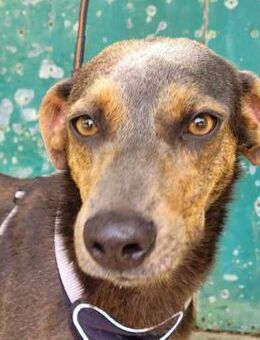 Sophie, verhinderte Jagdhündin? - Hückelhoven