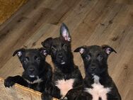 3 Australian Shepherd x Malinois x Herder Welpen suchen noch ein Zuhause - Fürstenau