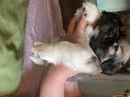 Shih Tzu welpen - Villingen-Schwenningen