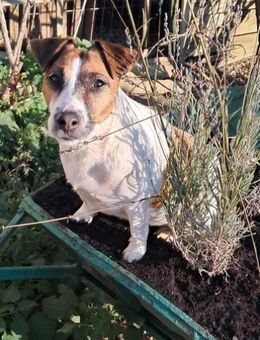 Freya-VA, kleine Maus sucht ihr Glück! - Neustadt (Rübenberge)