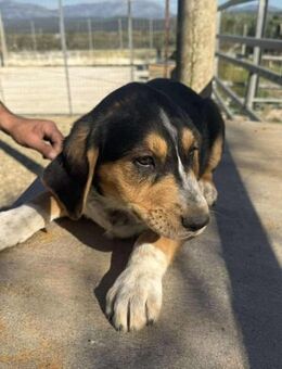 Lupo Mix Rüde ca. 4 Monate alt in GR - Reutlingen