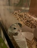 Mongolische Rennmaus „Cappuccino“ in 82194