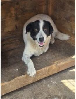 Scipper Pflegestelle oder Zuhause gesu - Oberwies