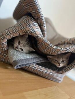BKH Tabby - Olpe Zentrum