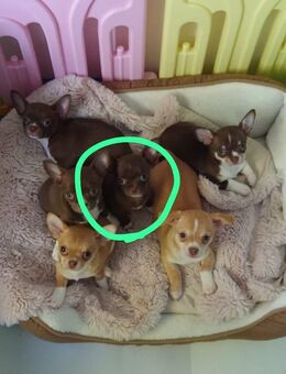 Monti unser Schoko chihuahua darf besucht werden - Dinslaken