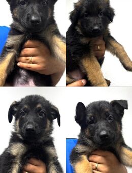 Schäferhund Welpen - Duisburg