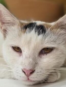 Lucia, geb. ca. 08/2024, GRIECHENLAND - Markdorf