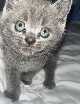 🐾 Traumhafte Kitten – Britisch Kurzhaar / American Kurzhaar 🐾 - Köln