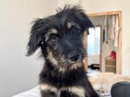 ILLI sucht ihr schönes Zuhause - Berlin