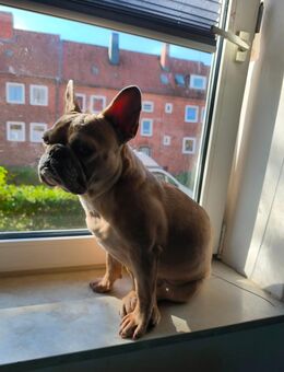 Französische Bulldogge sucht entgültiges Zuhause - Kiel