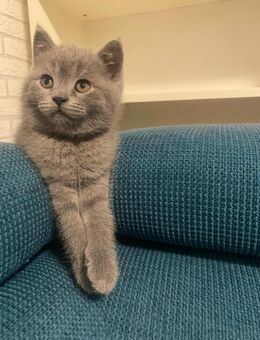 BKH Kitten - Pforzheim