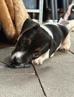 Jack-Russell Welpe in liebevolle Hände zu verkaufen! - Stadtlohn