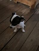 Chihuahua Welpe in 06295