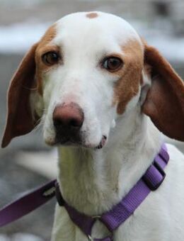 Alicia sucht ihre Menschen... - Hagen (Stadt der FernUniversität)