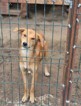 Elis - zarte Seele sucht sein für immer - Schlitz