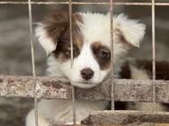 RW 7 ist unser kleines Strubbelchen 🐾 - Elsdorf (Nordrhein-Westfalen)