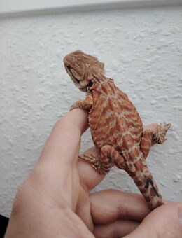 Cawley red mix Babys abzugeben - Gotha