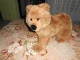 Verkaufe Steiff Molly Braunbär in 36251