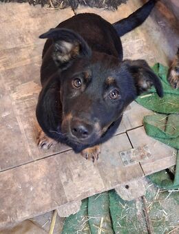 Unsere kleinen Dackelmischlinge Ricky und Klausi 1 Mädel 25 cm und ein Rüde 30 cm ,4 Mon. - Hohe Börde