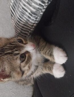 süßer EKH Kater - Dortmund