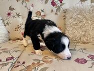Border Collie Welpen