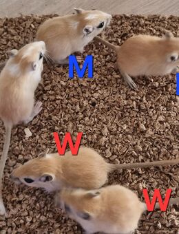Wüstenrennmäuse Renner Gerbils Babys - Hamm