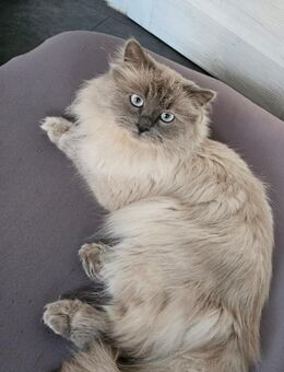 Perser Kater - Erftstadt