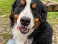 Berner Sennenhund Rüde - Dettelbach